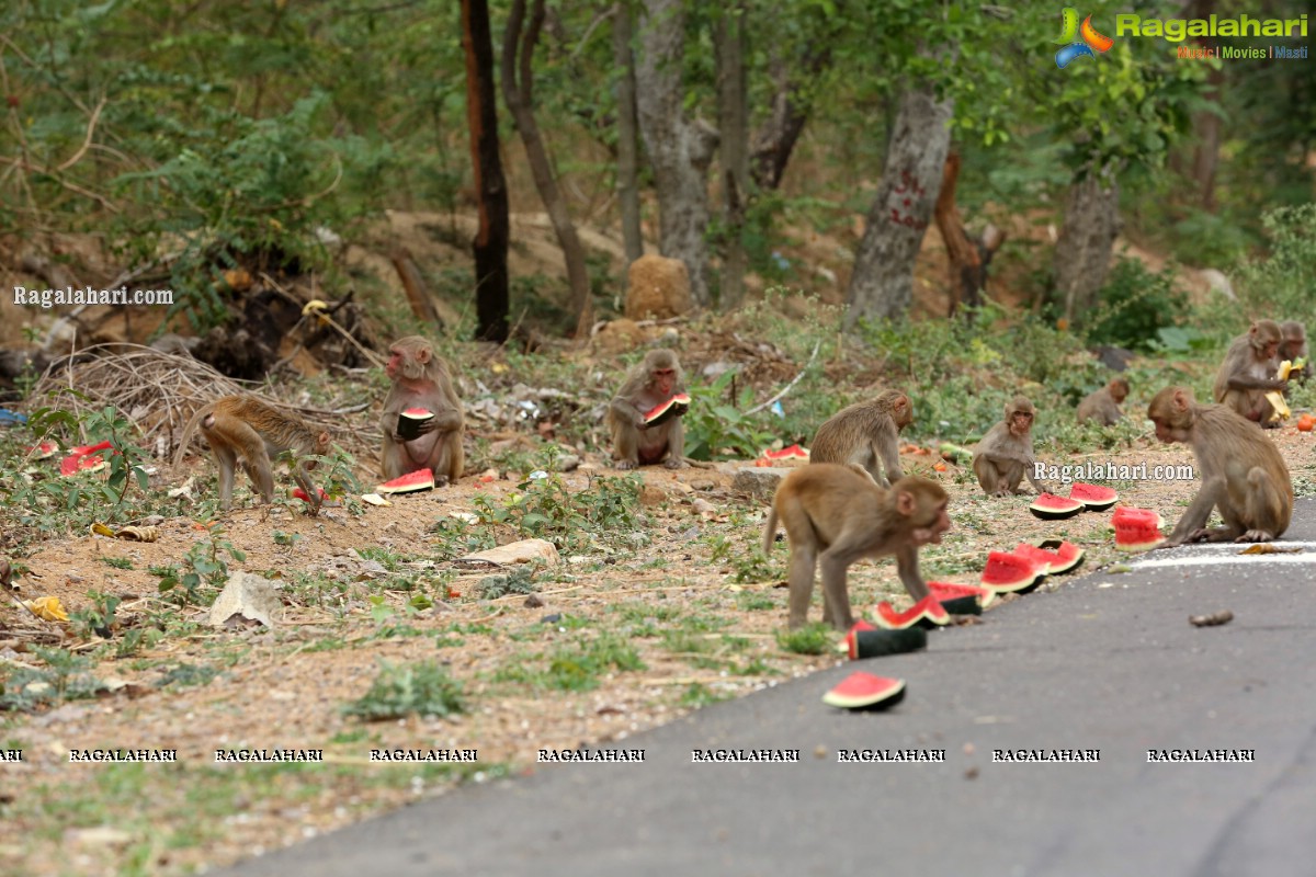 Hyderabad Lockdown: Volunteers Feed Hungry Monkeys