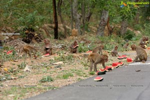 Volunteers Feed Hungry Monkeys