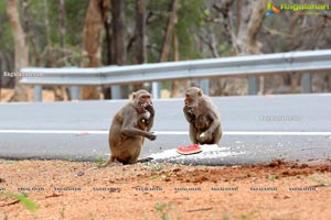 Volunteers Feed Hungry Monkeys