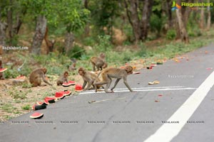 Volunteers Feed Hungry Monkeys