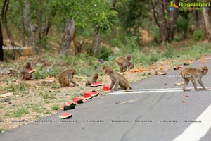 Volunteers Feed Hungry Monkeys