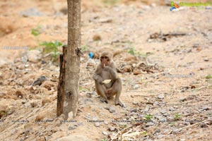 Volunteers Feed Hungry Monkeys