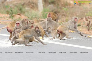 Volunteers Feed Hungry Monkeys