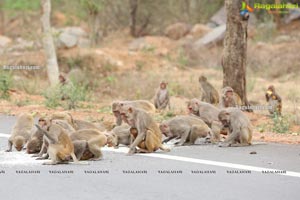 Volunteers Feed Hungry Monkeys