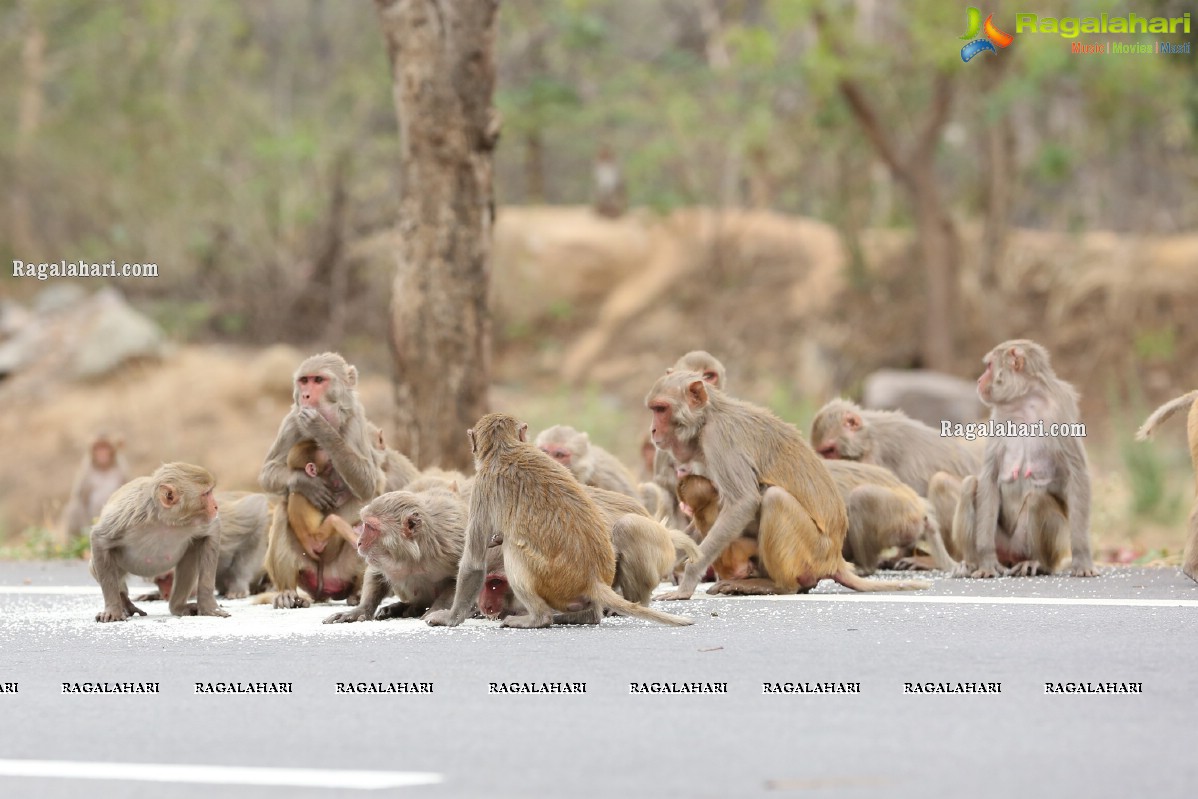 Hyderabad Lockdown: Volunteers Feed Hungry Monkeys