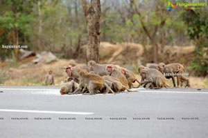 Volunteers Feed Hungry Monkeys