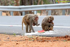 Volunteers Feed Hungry Monkeys