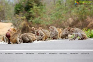 Volunteers Feed Hungry Monkeys