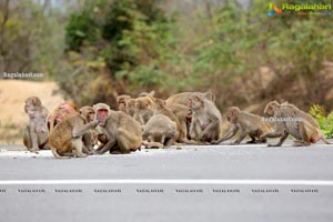 Volunteers Feed Hungry Monkeys