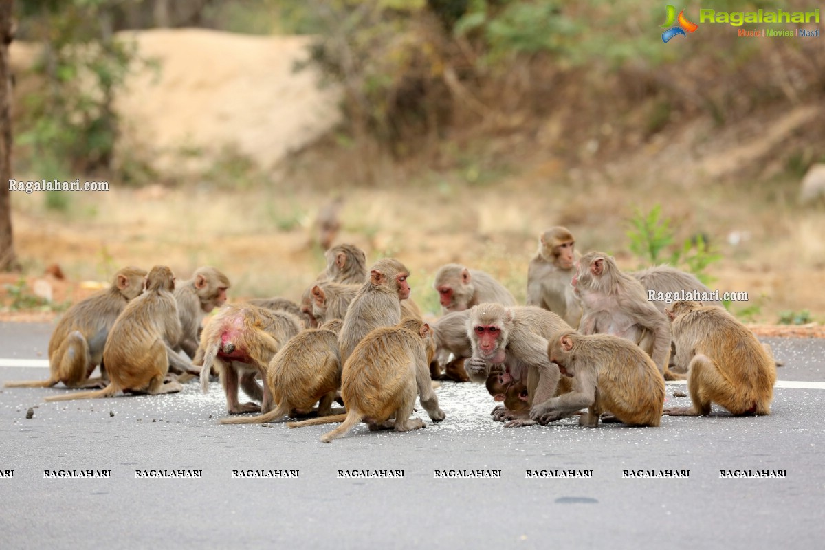 Hyderabad Lockdown: Volunteers Feed Hungry Monkeys