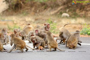 Volunteers Feed Hungry Monkeys