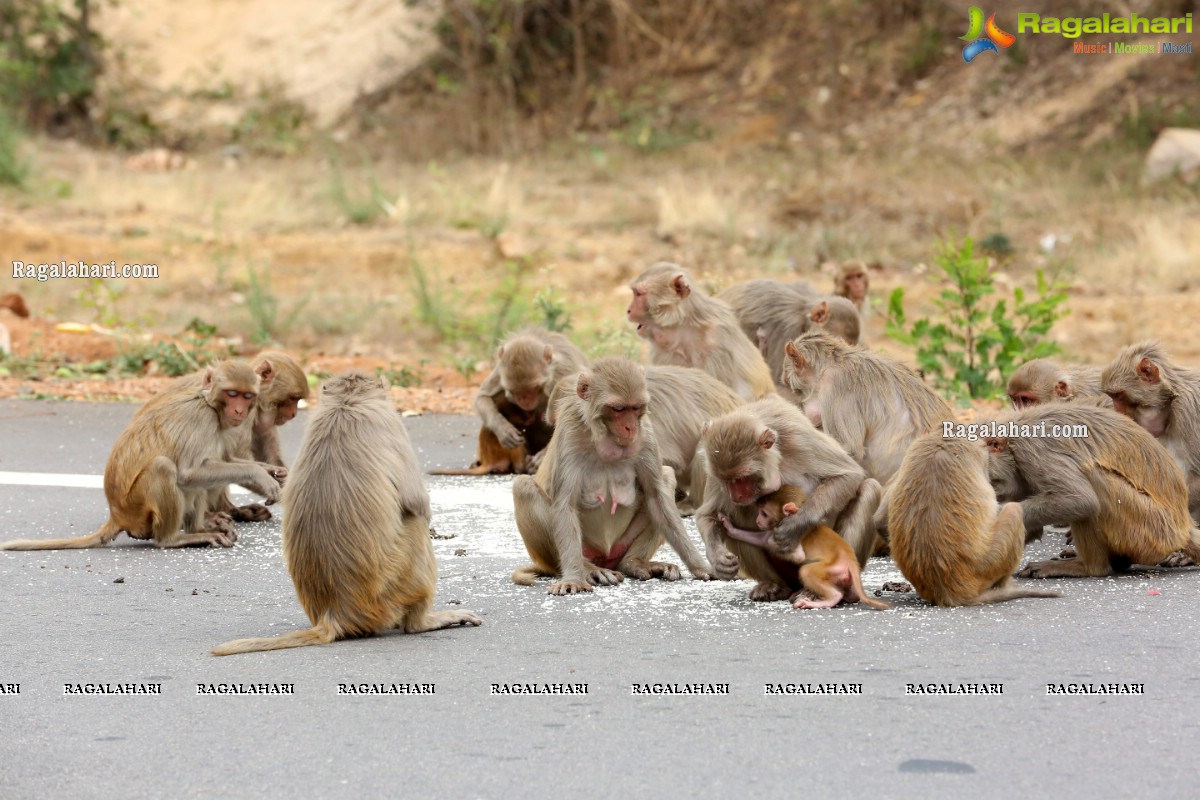 Hyderabad Lockdown: Volunteers Feed Hungry Monkeys