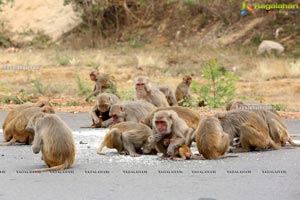 Volunteers Feed Hungry Monkeys