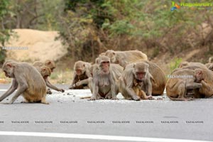 Volunteers Feed Hungry Monkeys