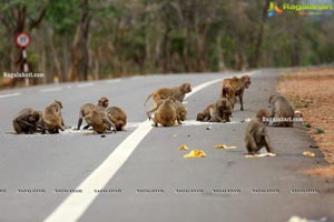 Volunteers Feed Hungry Monkeys