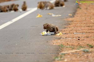 Volunteers Feed Hungry Monkeys