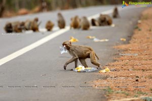 Volunteers Feed Hungry Monkeys