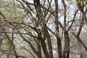 Volunteers Feed Hungry Monkeys