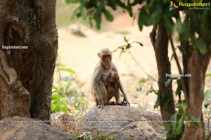 Volunteers Feed Hungry Monkeys