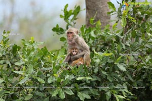 Volunteers Feed Hungry Monkeys