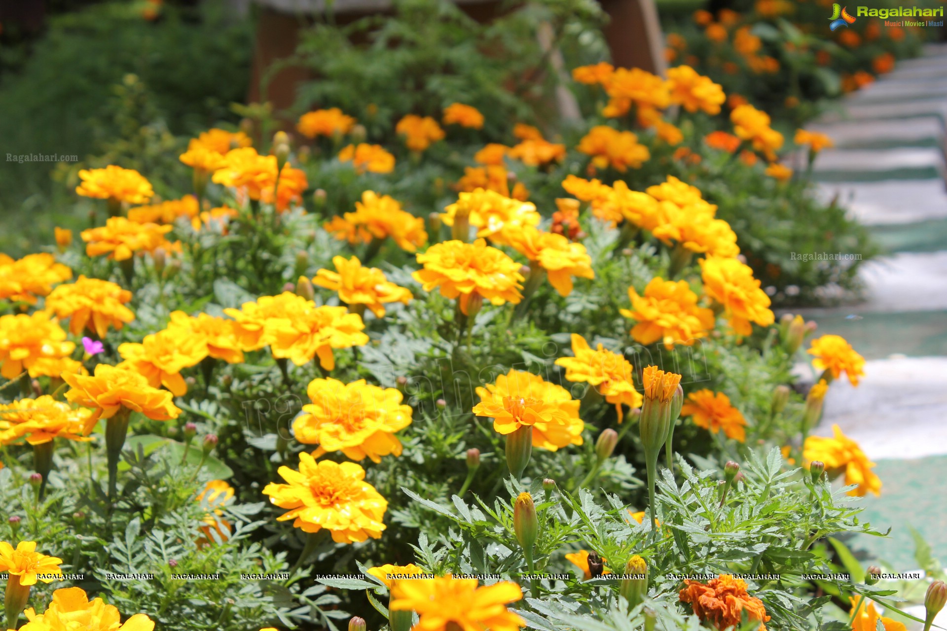 Lal Bagh Independence Day Flower Show (2012)