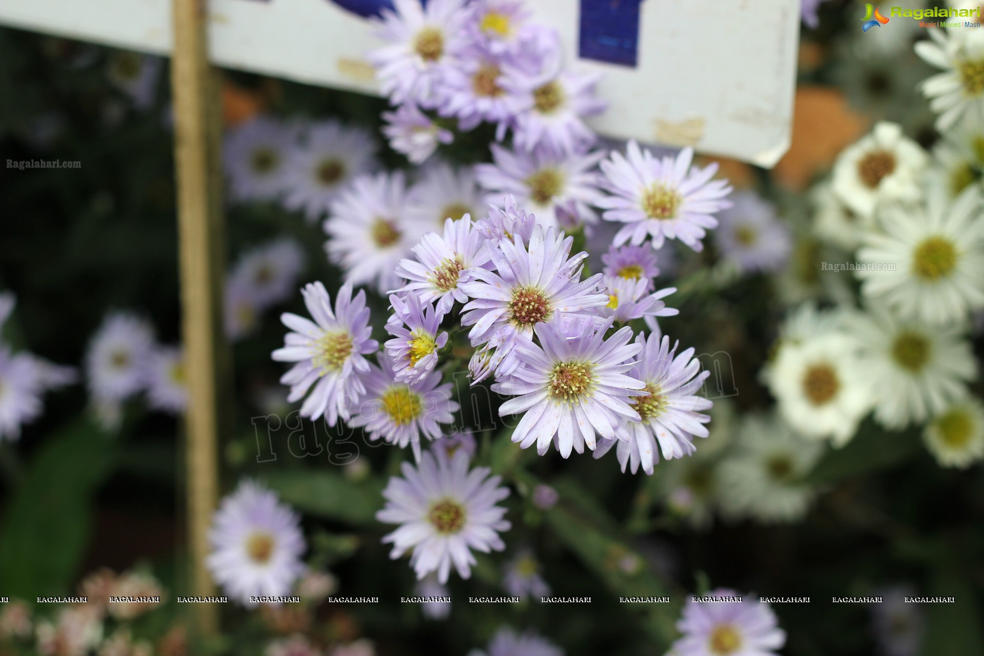 Lal Bagh Independence Day Flower Show (2012)