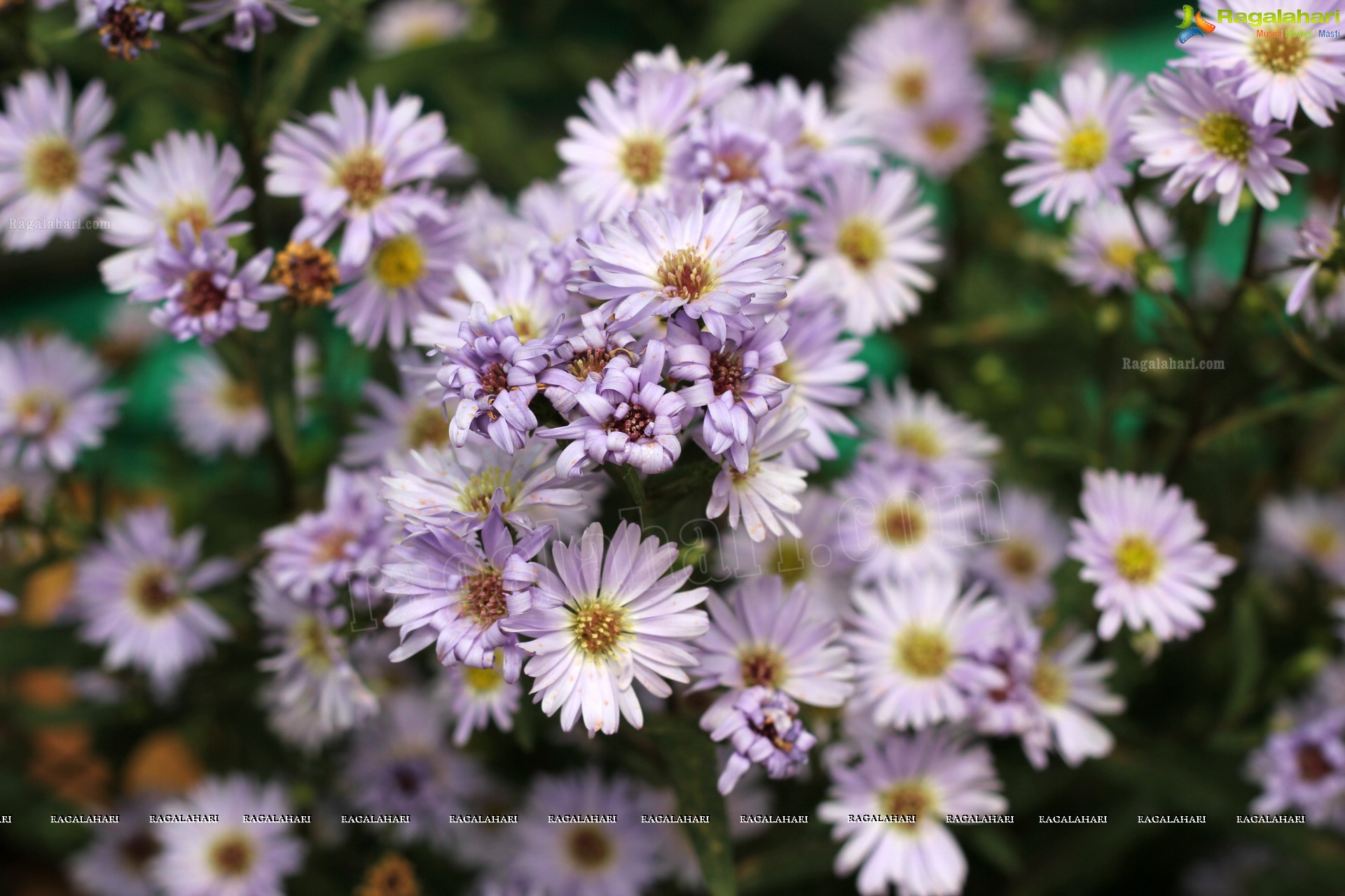 Lal Bagh Independence Day Flower Show (2012)