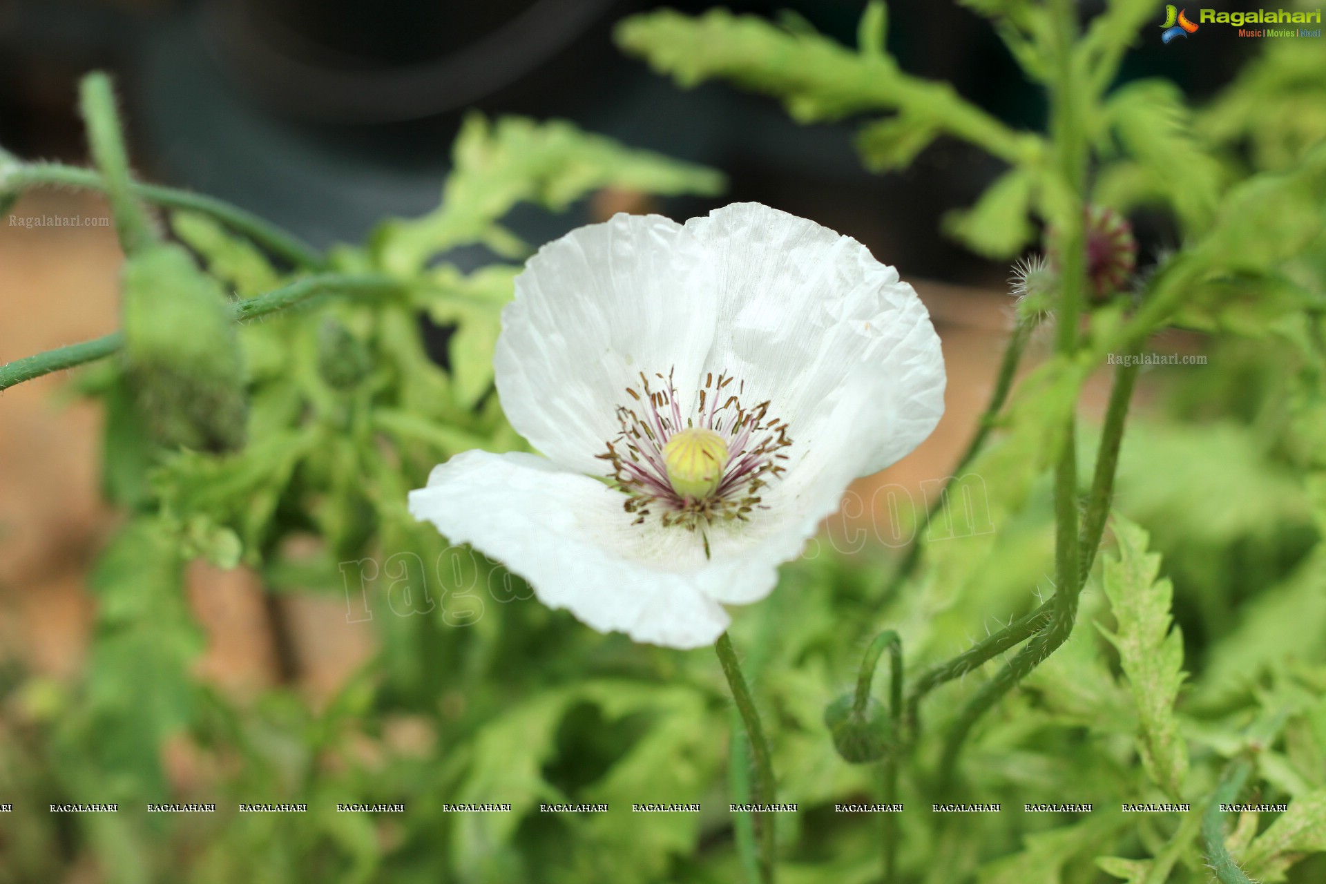 Lal Bagh Independence Day Flower Show (2012)