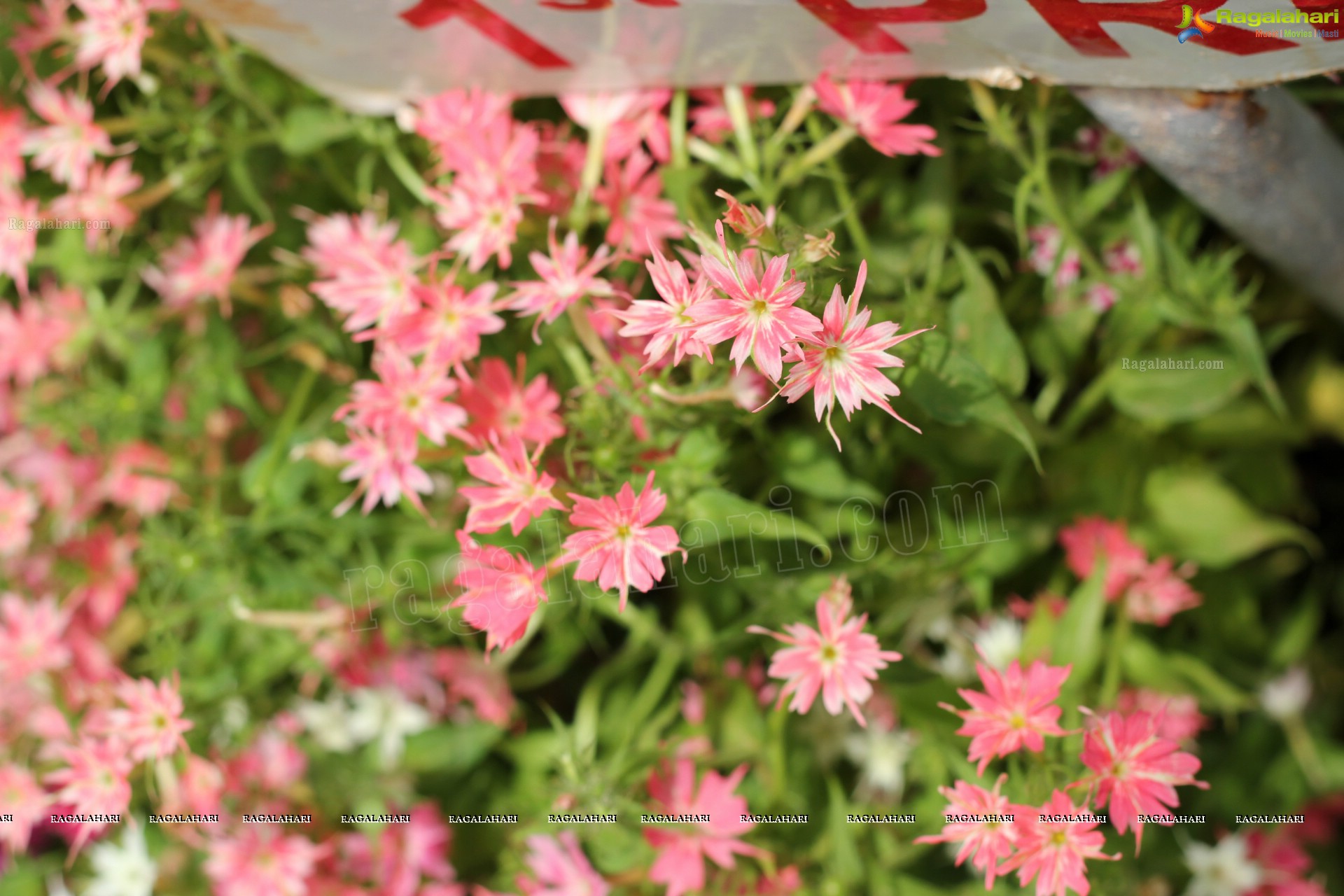 Lal Bagh Independence Day Flower Show (2012)