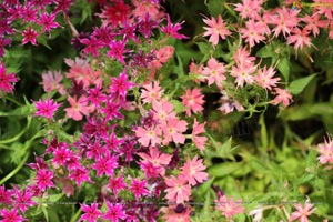 Lal Bagh Independence Day 2012 Flower Show