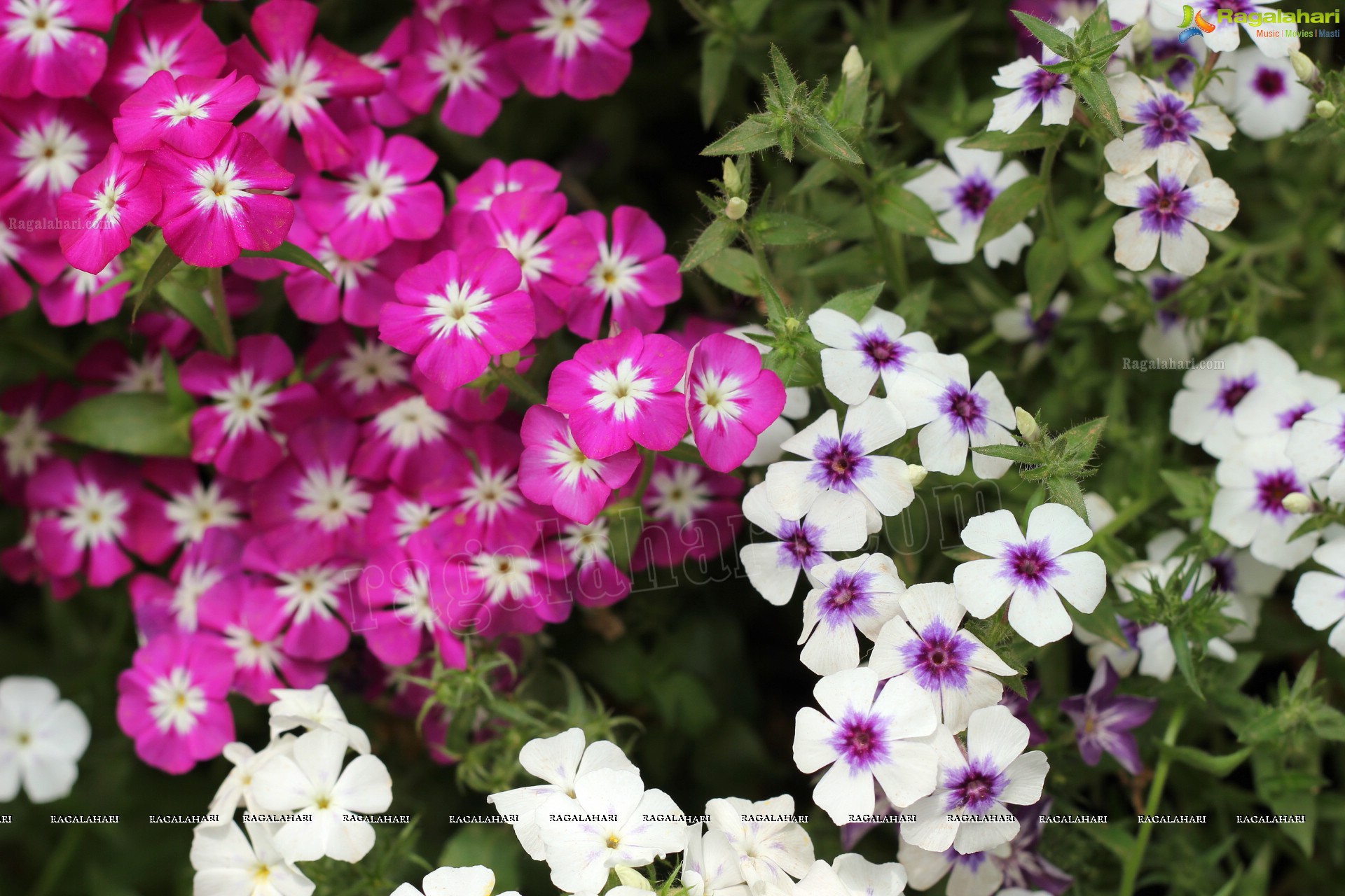 Lal Bagh Independence Day Flower Show (2012)