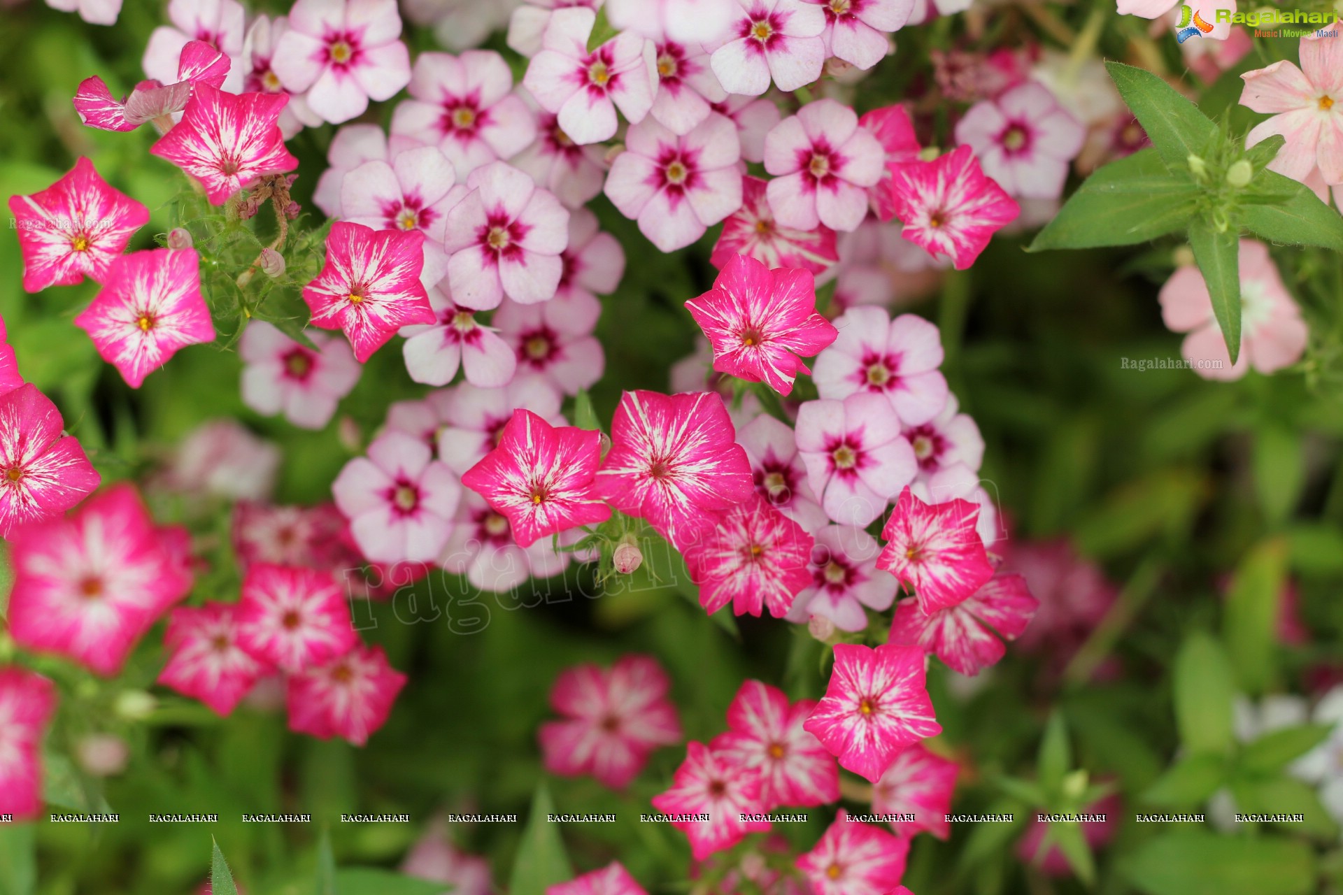 Lal Bagh Independence Day Flower Show (2012)