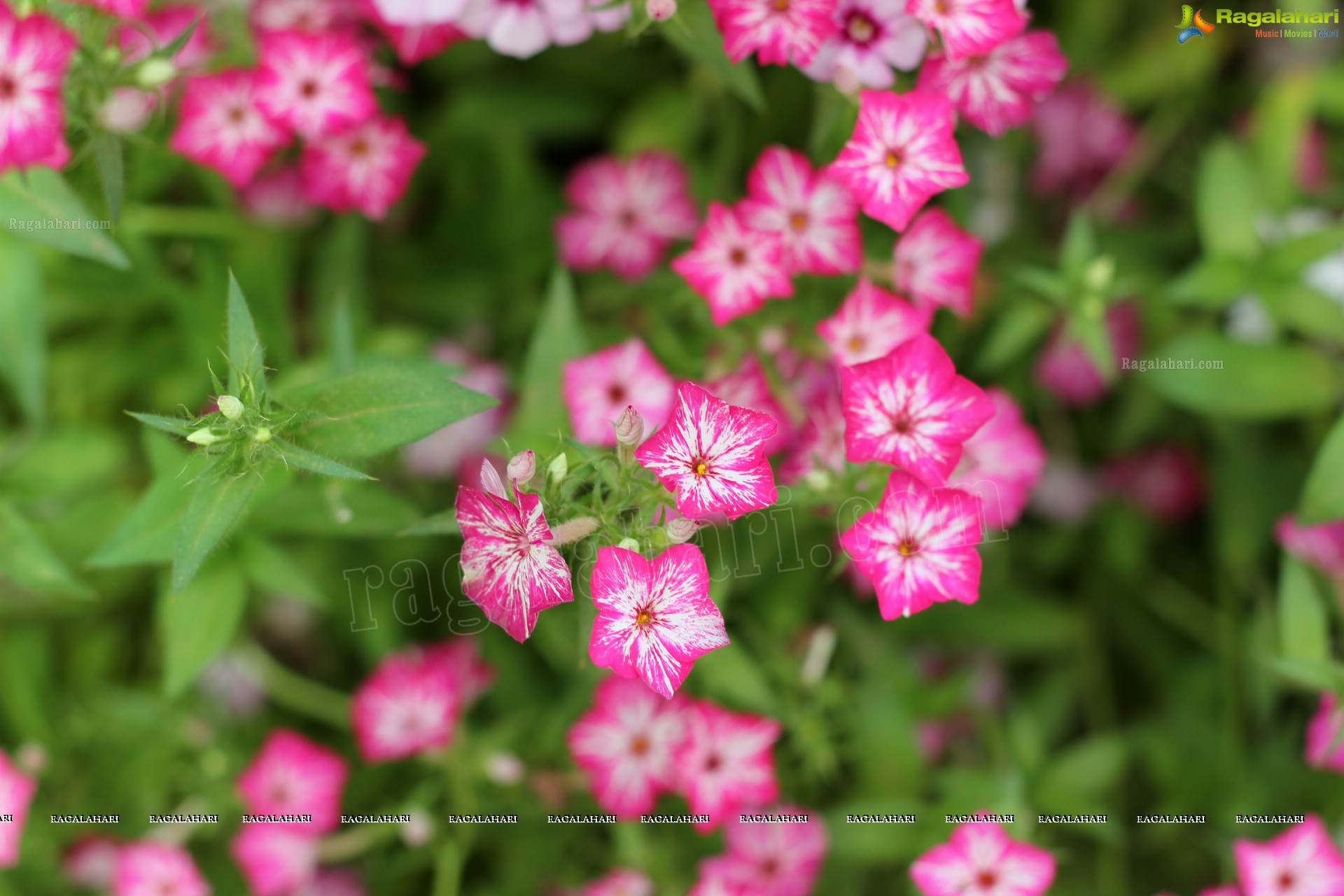 Lal Bagh Independence Day Flower Show (2012)