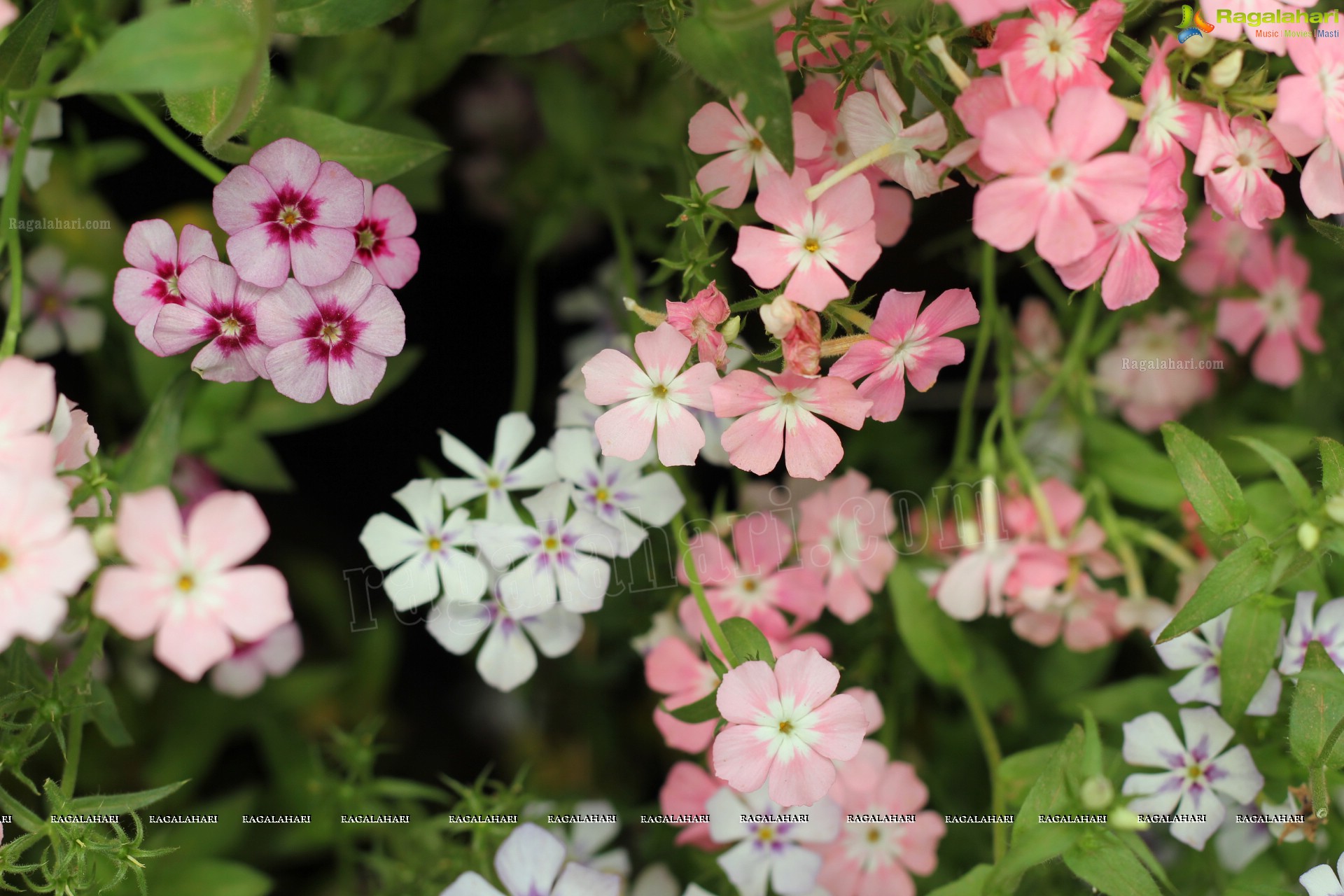 Lal Bagh Independence Day Flower Show (2012)