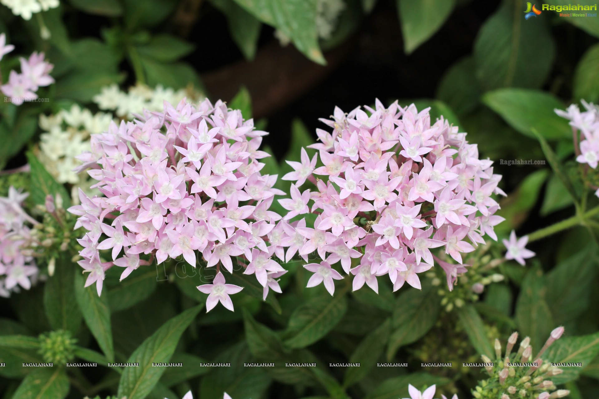 Lal Bagh Independence Day Flower Show (2012)