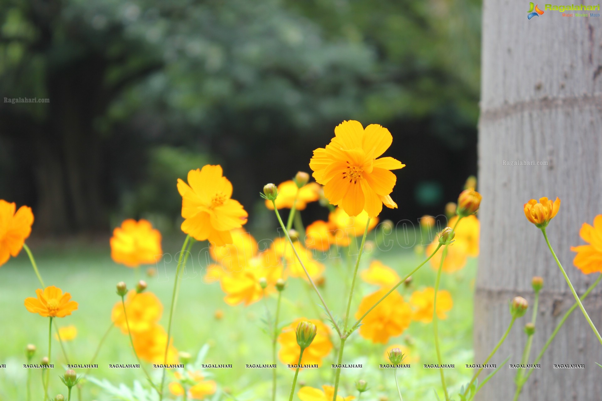 Lal Bagh Independence Day Flower Show (2012)