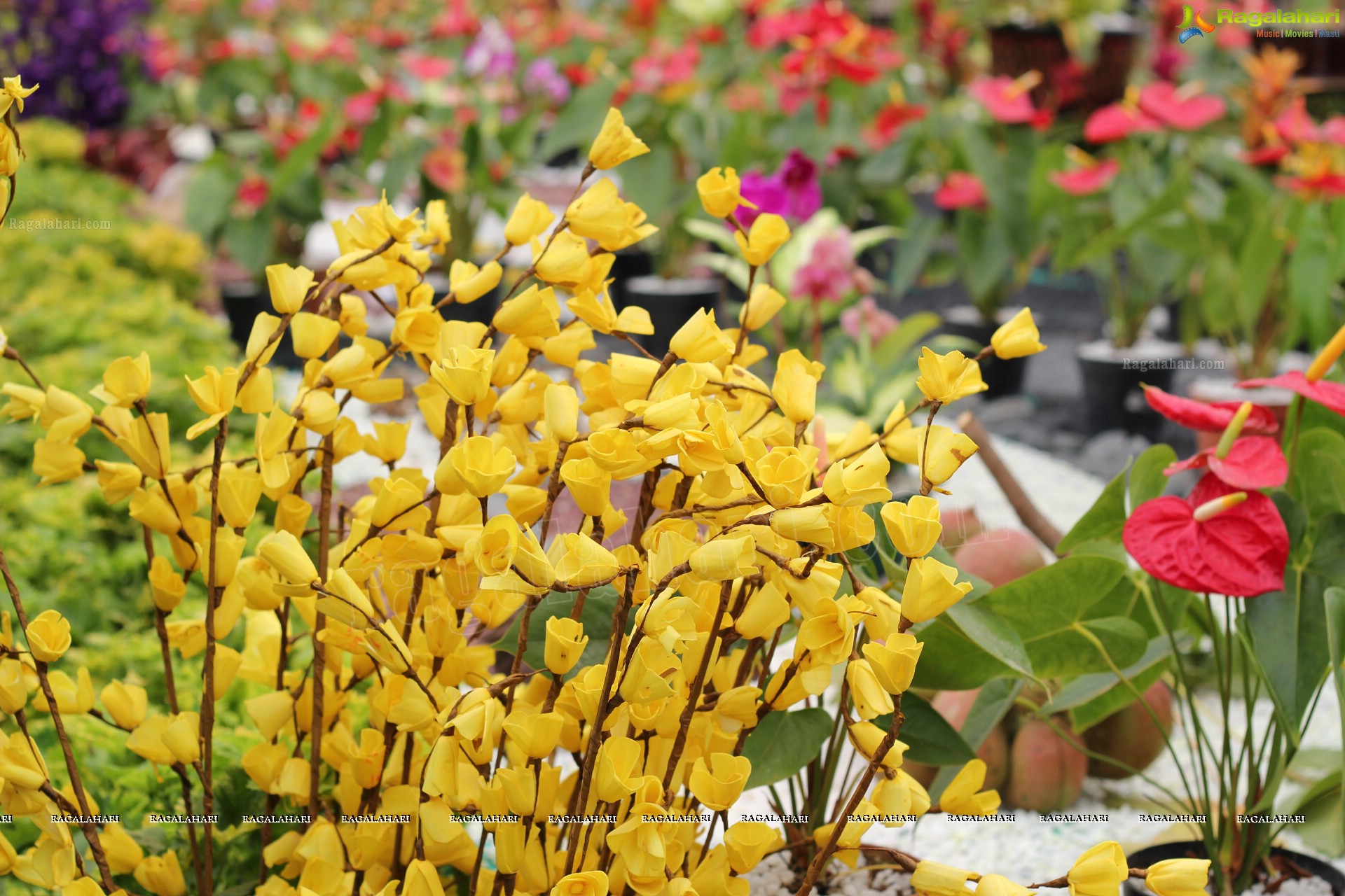 Lal Bagh Independence Day Flower Show (2012)