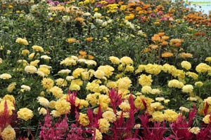 Lal Bagh Independence Day 2012 Flower Show