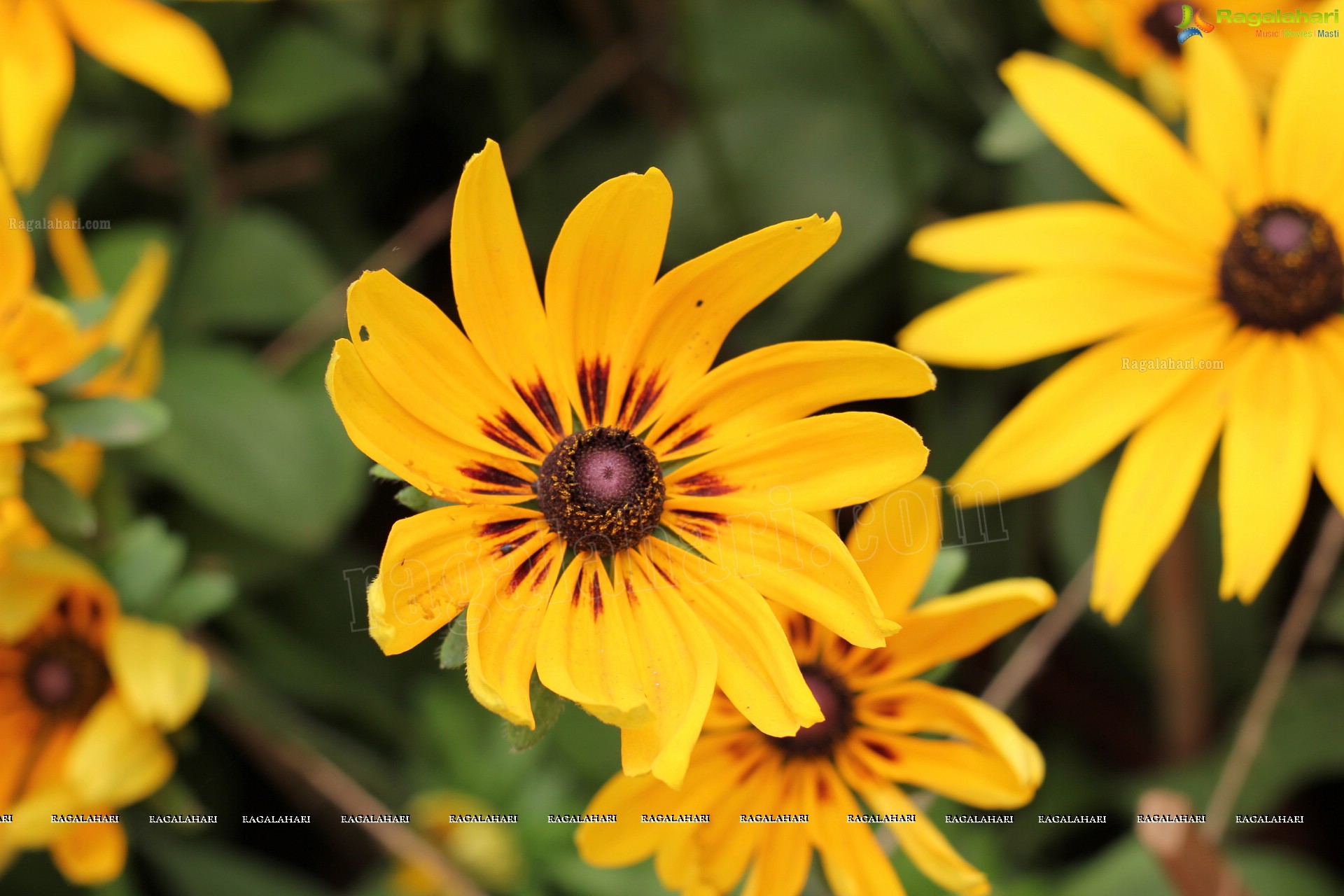 Lal Bagh Independence Day Flower Show (2012)