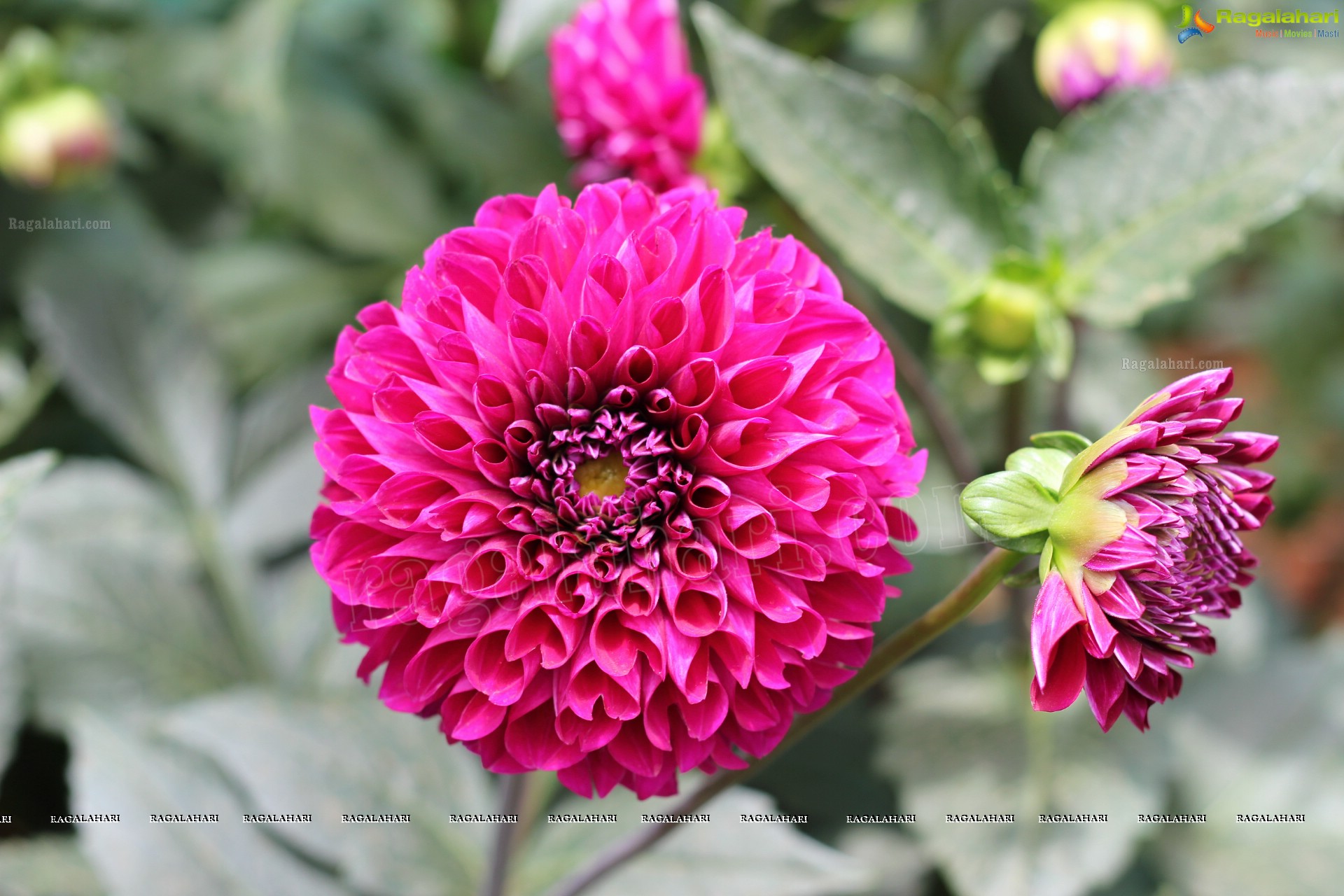 Lal Bagh Independence Day Flower Show (2012)