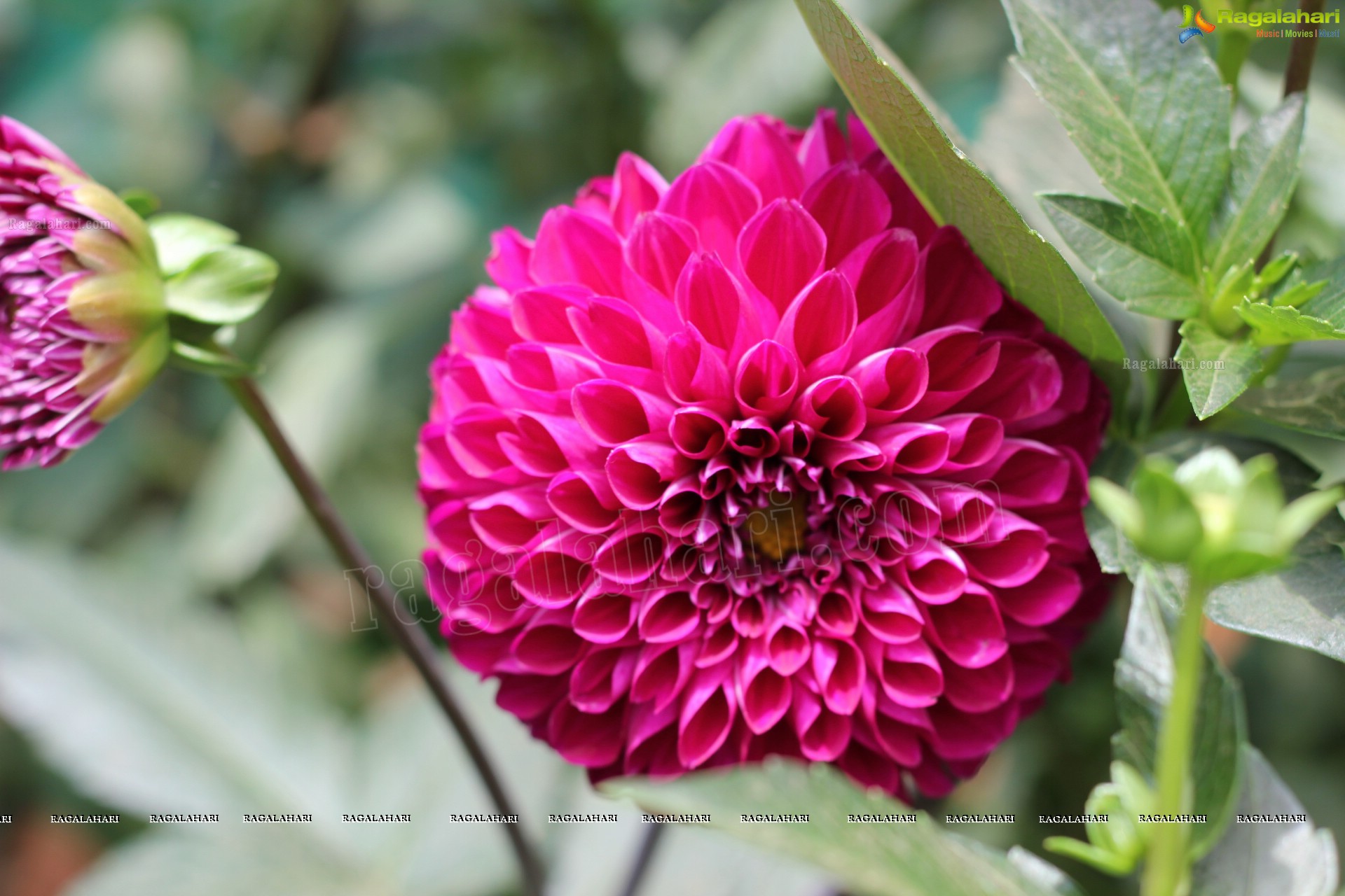 Lal Bagh Independence Day Flower Show (2012)