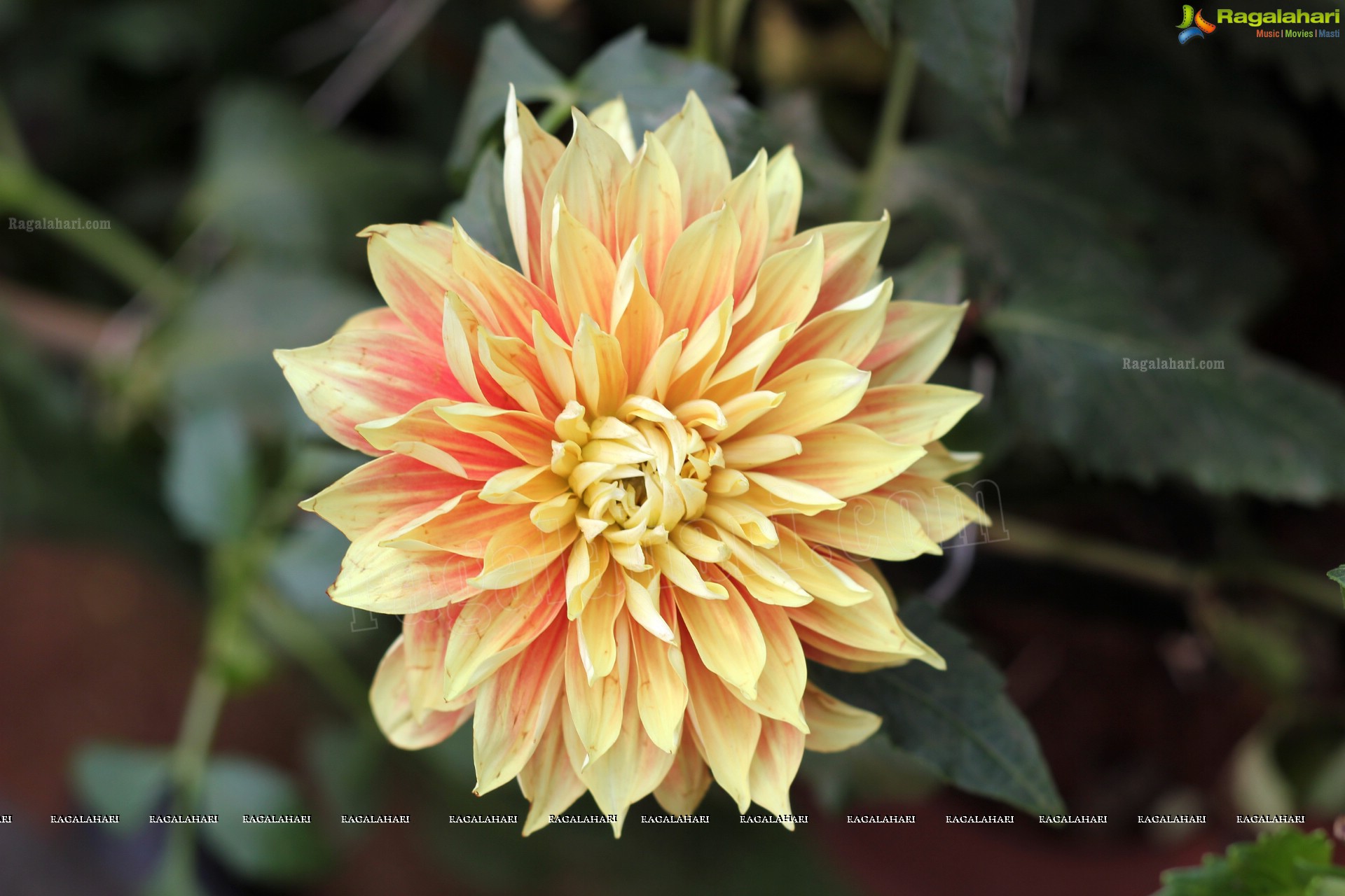 Lal Bagh Independence Day Flower Show (2012)