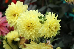 Lal Bagh Independence Day 2012 Flower Show