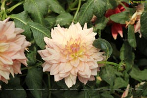 Lal Bagh Independence Day 2012 Flower Show