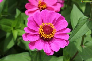 Lal Bagh Independence Day 2012 Flower Show