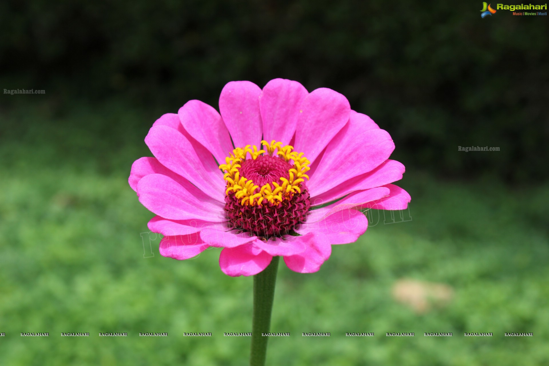 Lal Bagh Independence Day Flower Show (2012)