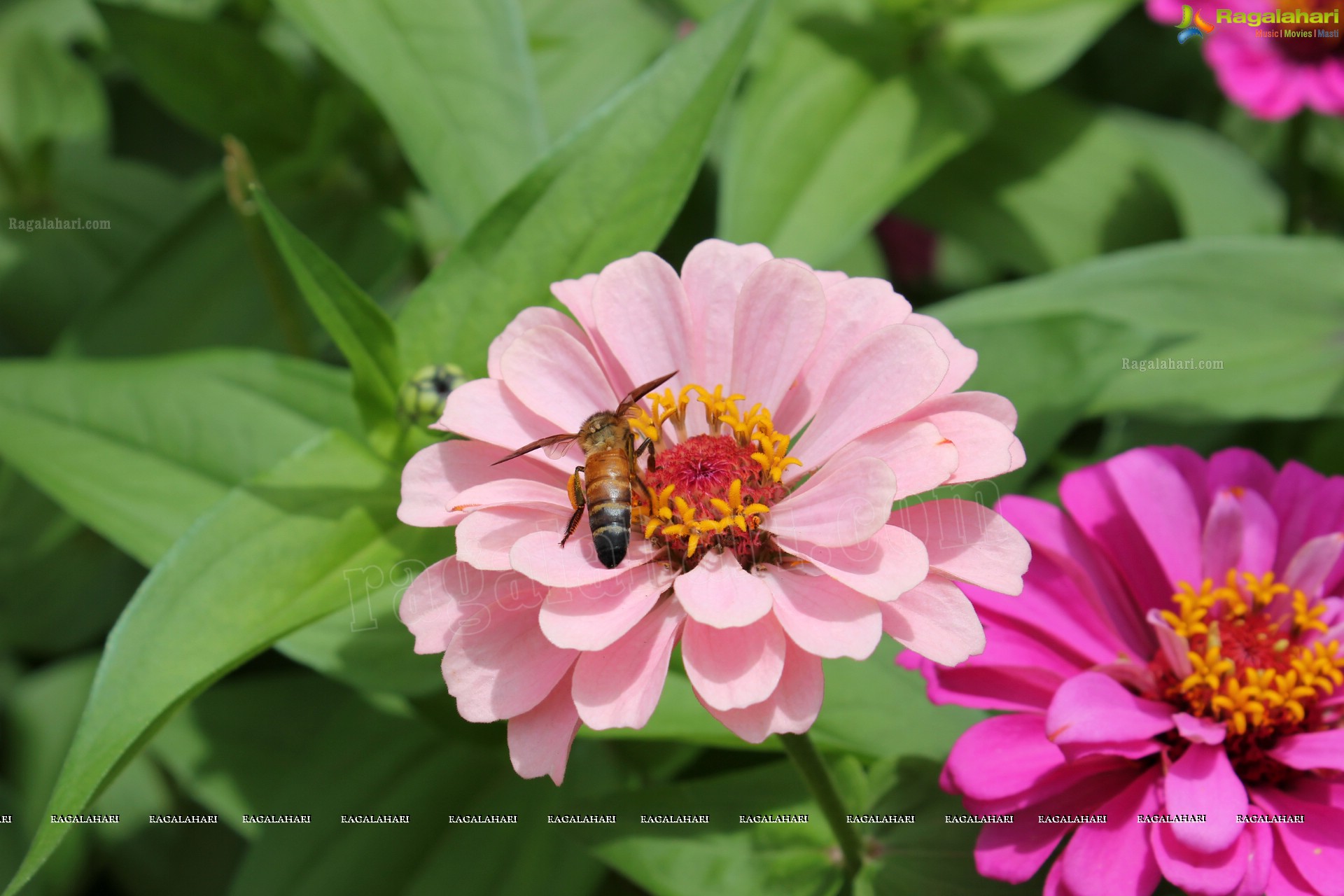 Lal Bagh Independence Day Flower Show (2012)