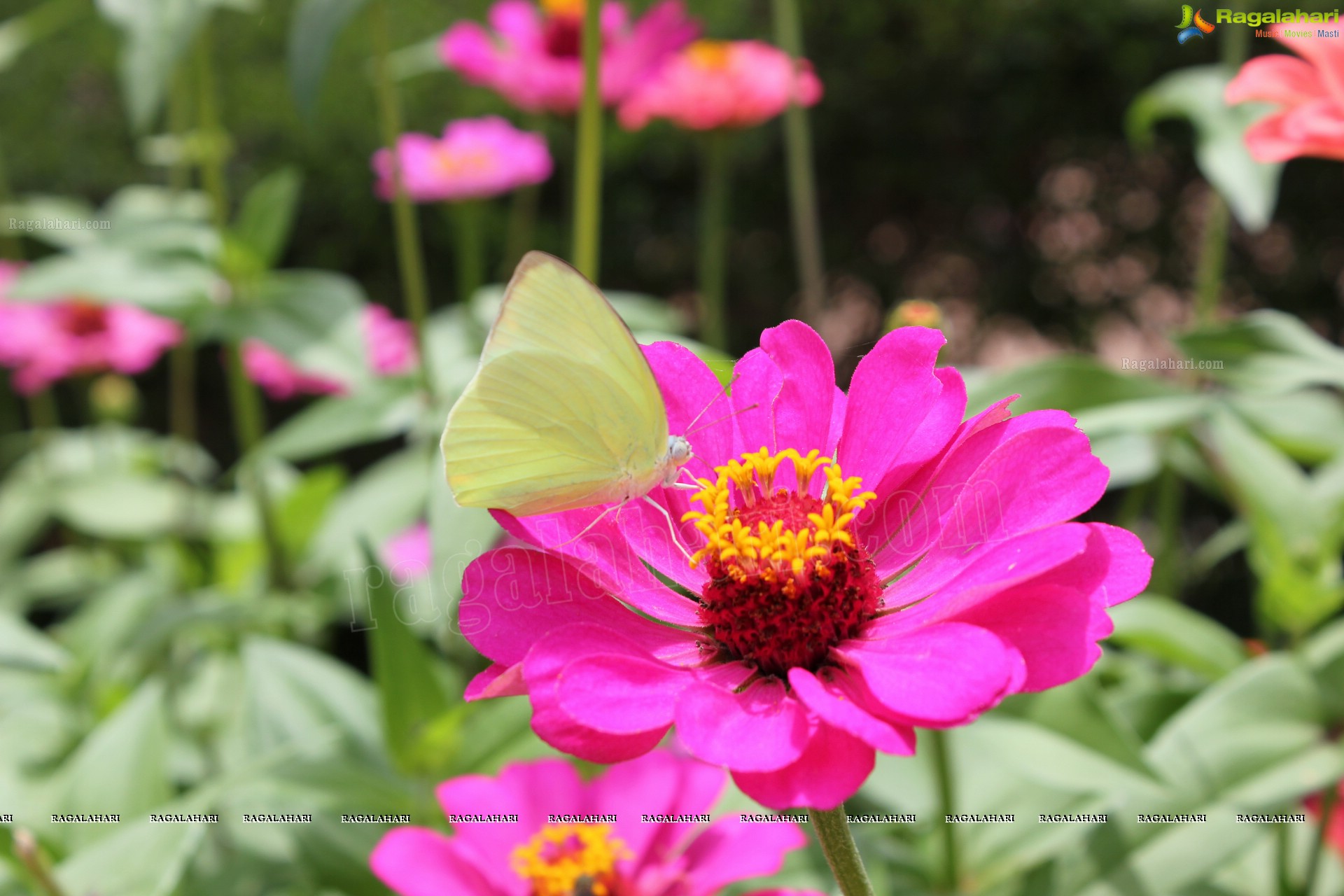 Lal Bagh Independence Day Flower Show (2012)