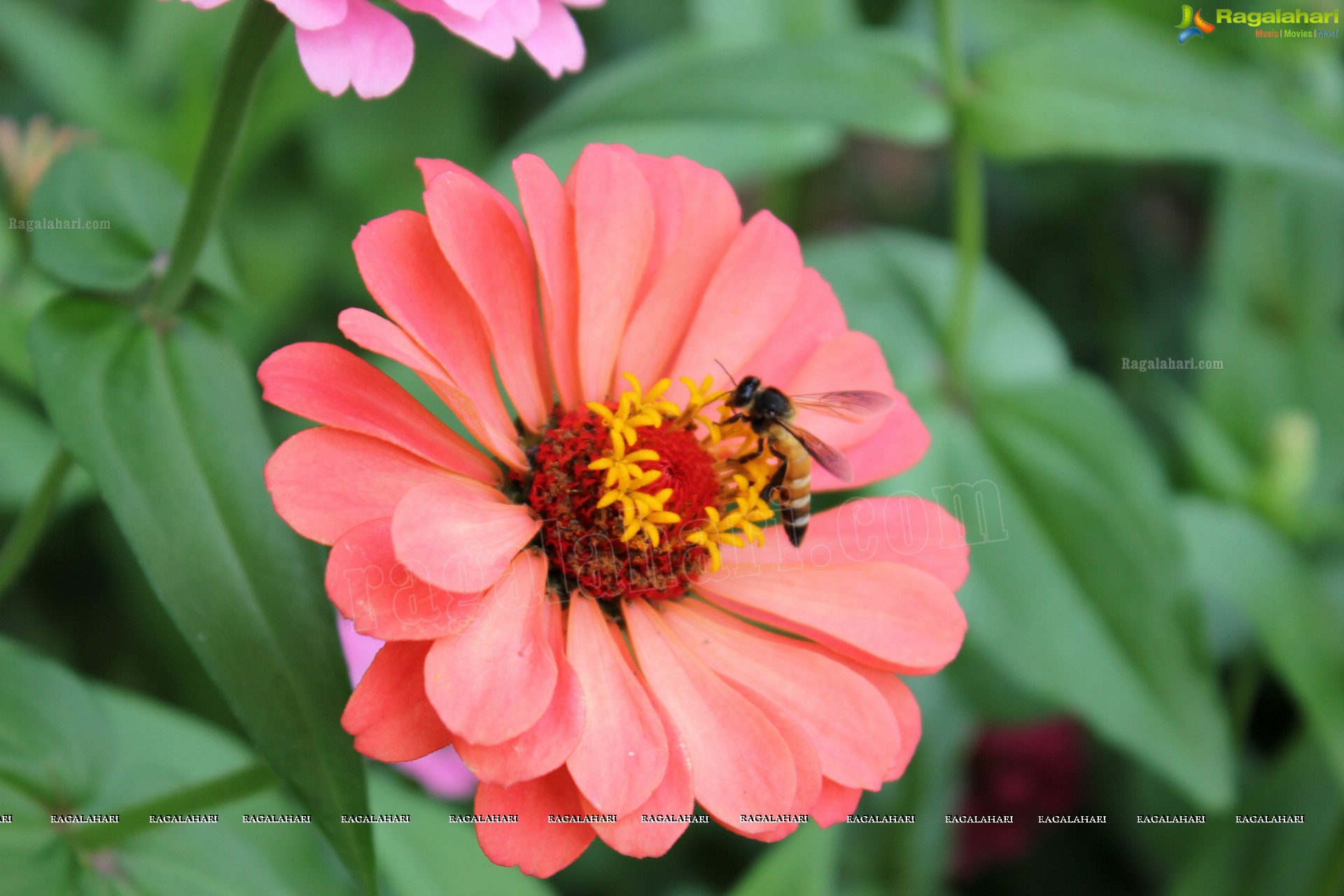 Lal Bagh Independence Day Flower Show (2012)