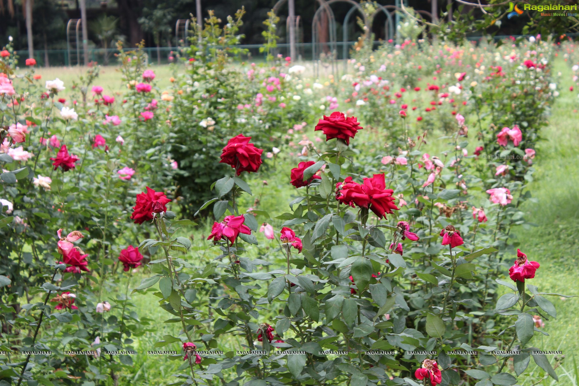 Lal Bagh Independence Day Flower Show (2012)